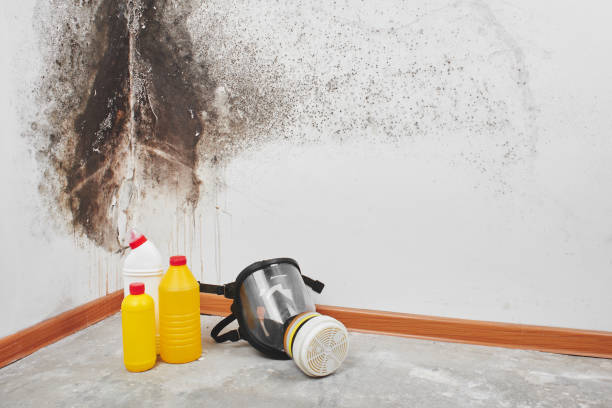 Best Commercial Mold Removal  in Waterford, WI