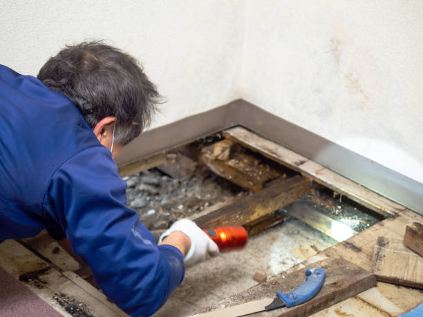 Best Office Mold Removal Services  in Waterford, WI