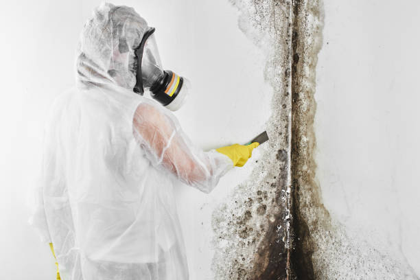Best Home Mold Removal  in Waterford, WI