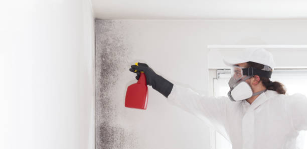 Best Attic Mold Removal  in Waterford, WI