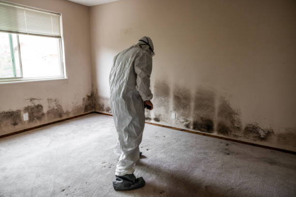 Best Mold Testing and Removal  in Waterford, WI