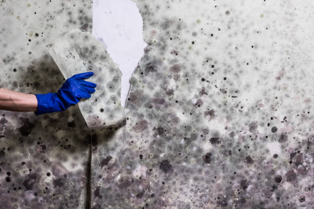 Best Toxic Mold Removal  in Waterford, WI