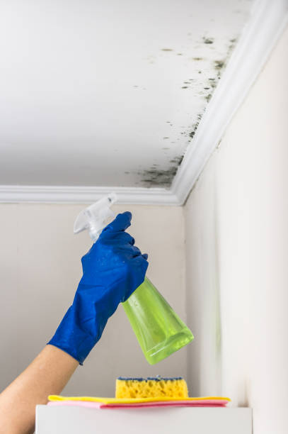 Best Crawl Space Mold Removal  in Waterford, WI