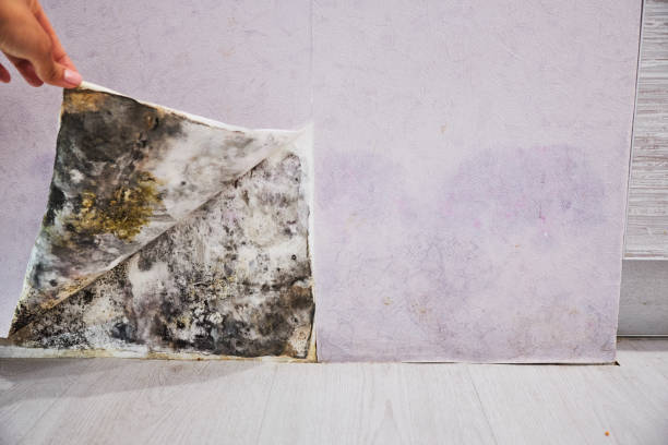 Mold Testing and Removal in Waterford, WI